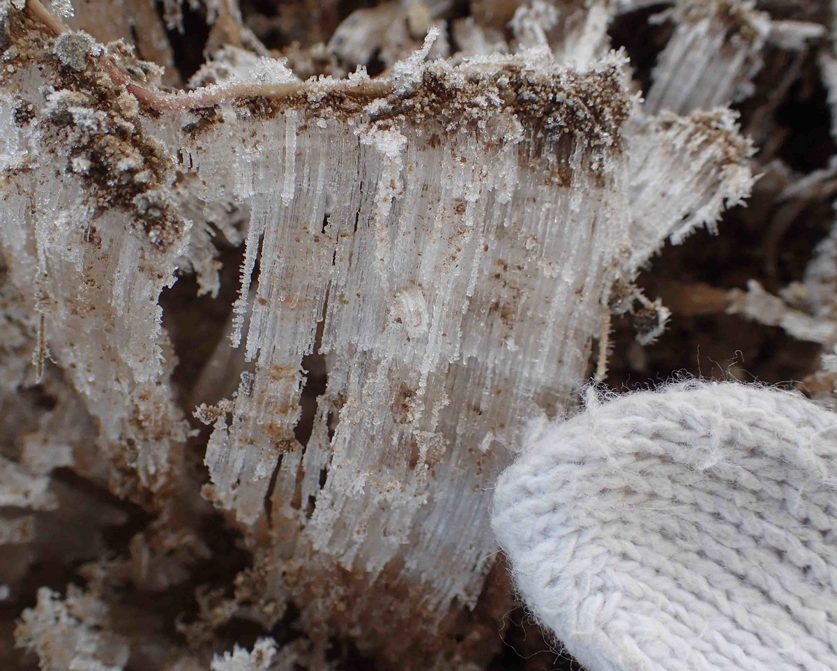 f:id:Naturalhistory:20190324073130j:plain f:id:Naturalhistory:20190324073130j:plain