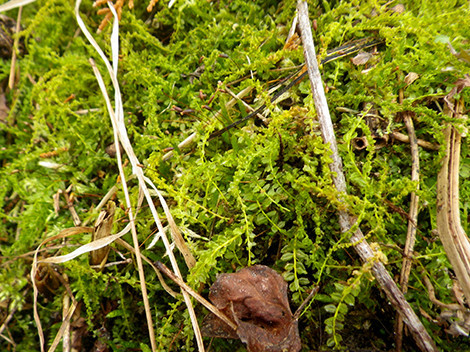 f:id:Naturalhistory:20190327135809j:plain