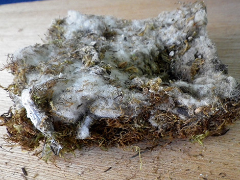 f:id:Naturalhistory:20190328171123j:plain