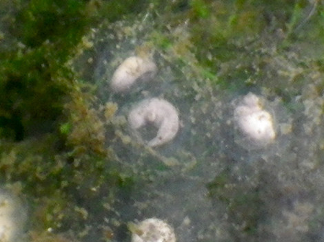f:id:Naturalhistory:20190330152856j:plain