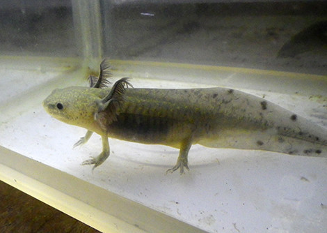 f:id:Naturalhistory:20190330164437j:plain