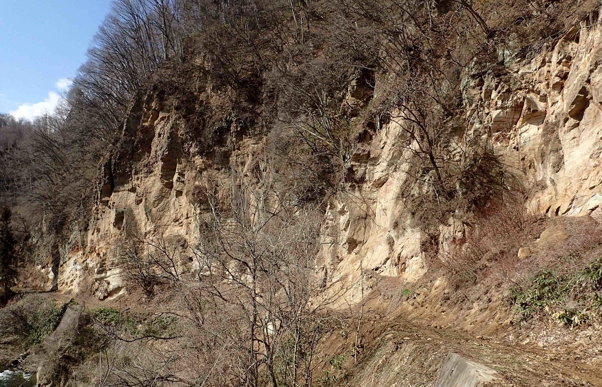 f:id:Naturalhistory:20190404150746j:plain