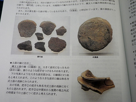 f:id:Naturalhistory:20190406165922j:plain