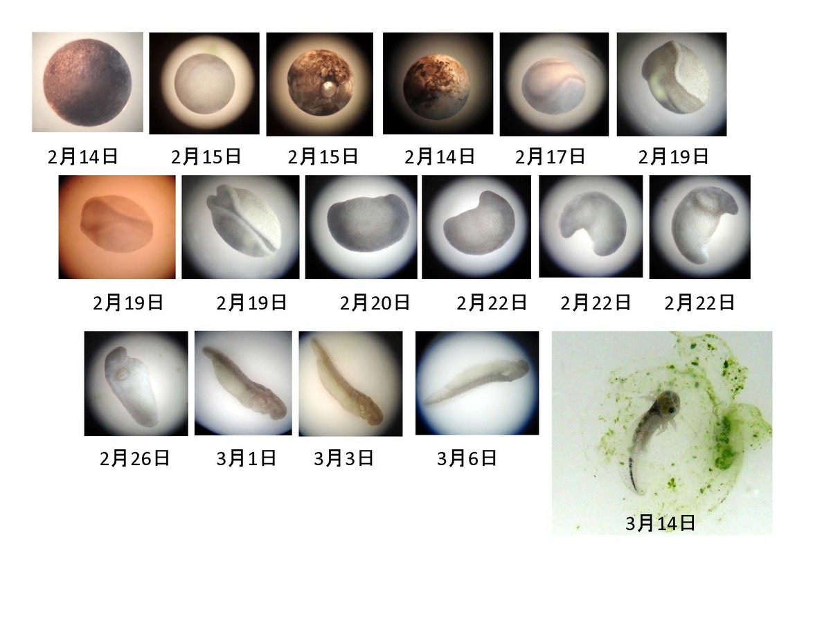 f:id:Naturalhistory:20190407170346j:plain