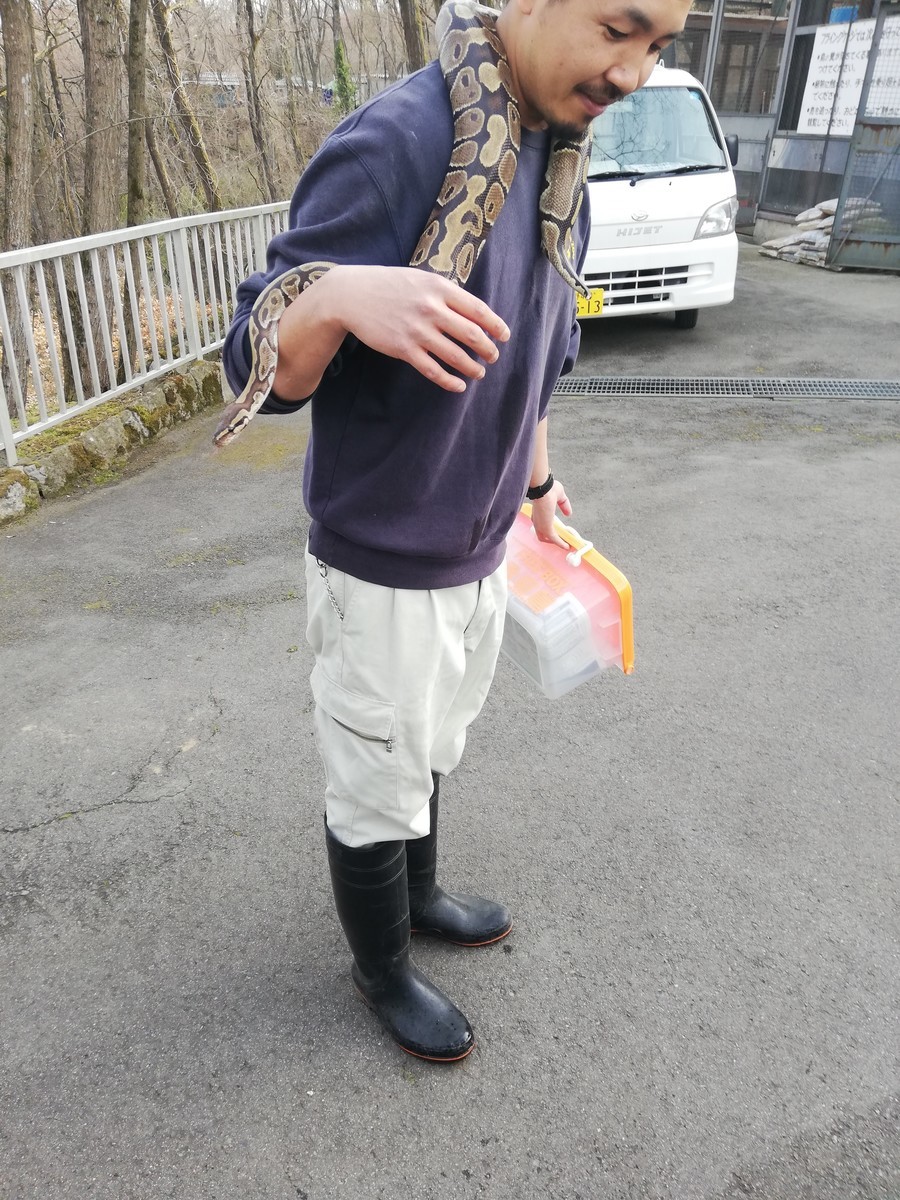 f:id:Naturalhistory:20190413162931j:plain