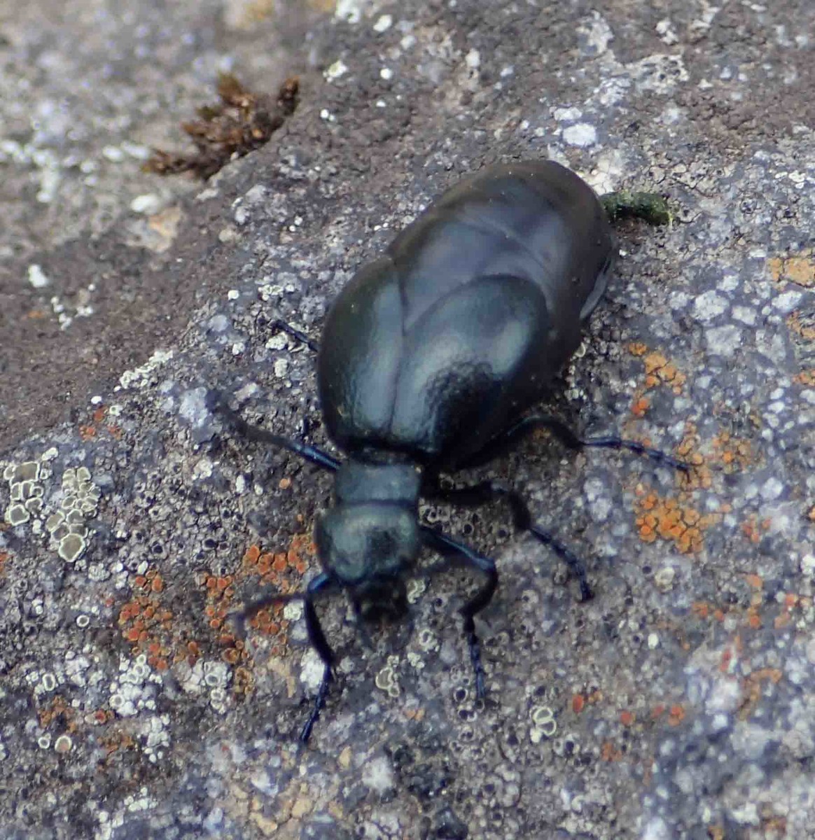 f:id:Naturalhistory:20190415114321j:plain