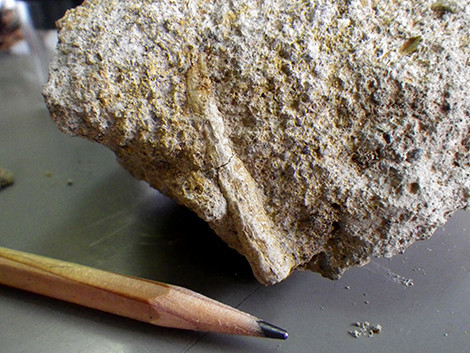 f:id:Naturalhistory:20190419163604j:plain