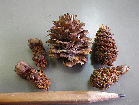 f:id:Naturalhistory:20190419163735j:plain