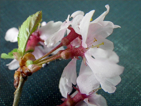 f:id:Naturalhistory:20190425112958j:plain
