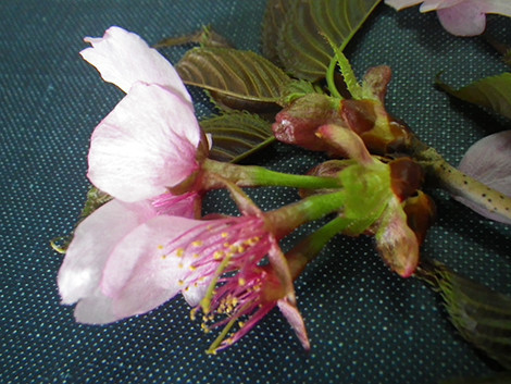 f:id:Naturalhistory:20190425133505j:plain
