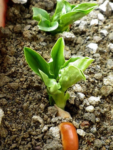 f:id:Naturalhistory:20190501155901j:plain