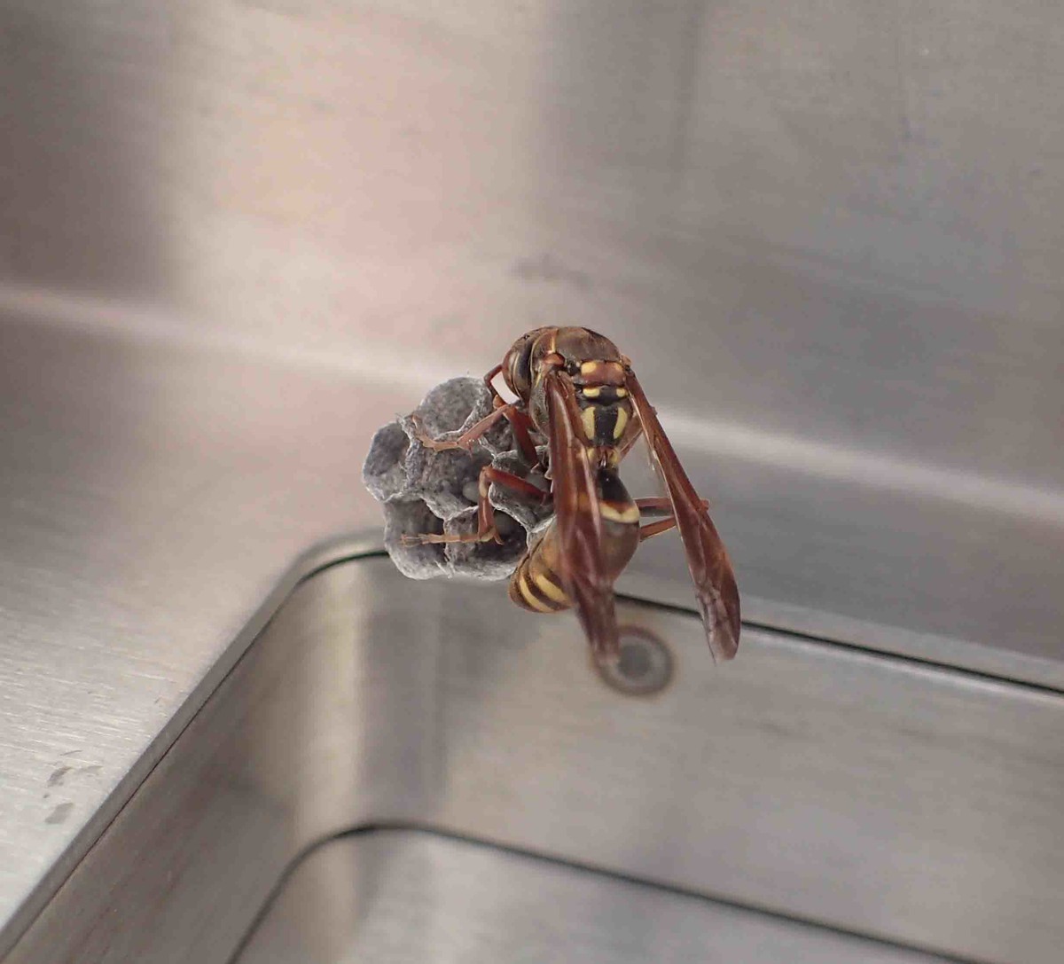 f:id:Naturalhistory:20190507104300j:plain