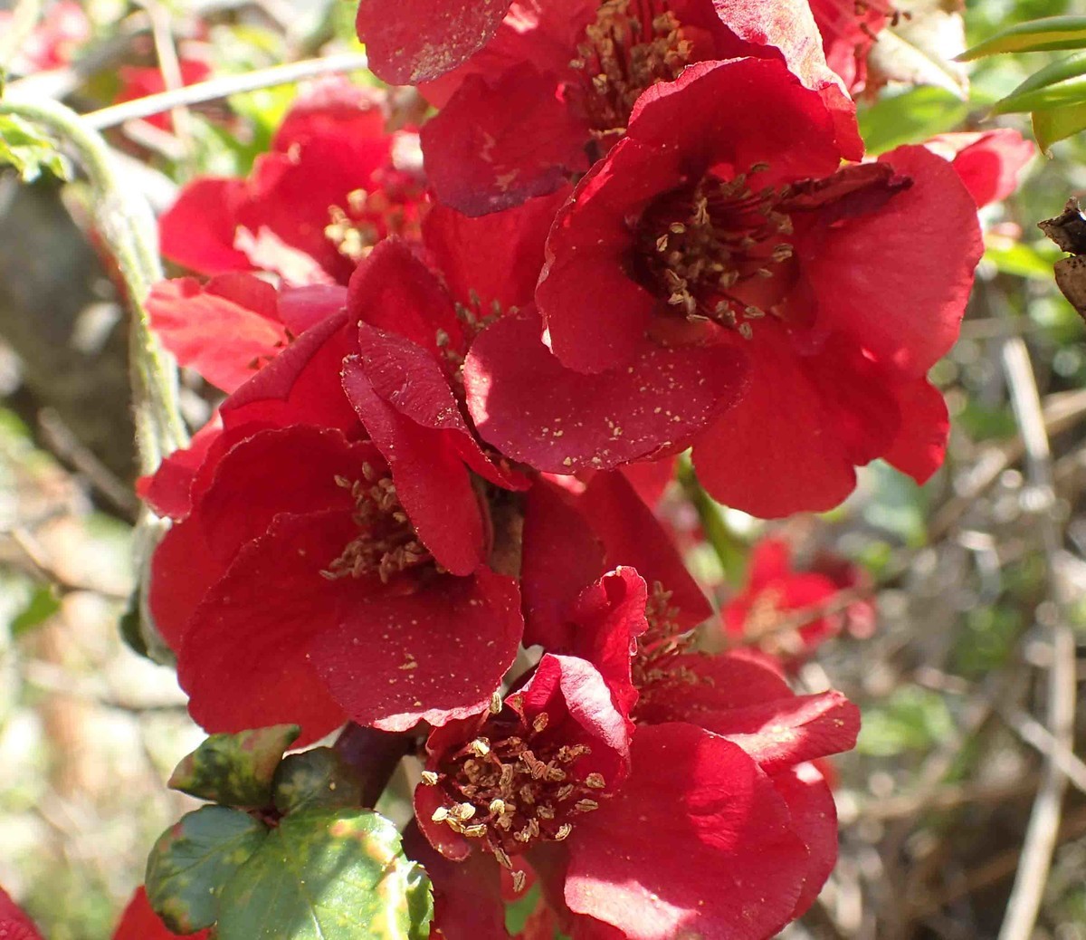 f:id:Naturalhistory:20190507110017j:plain