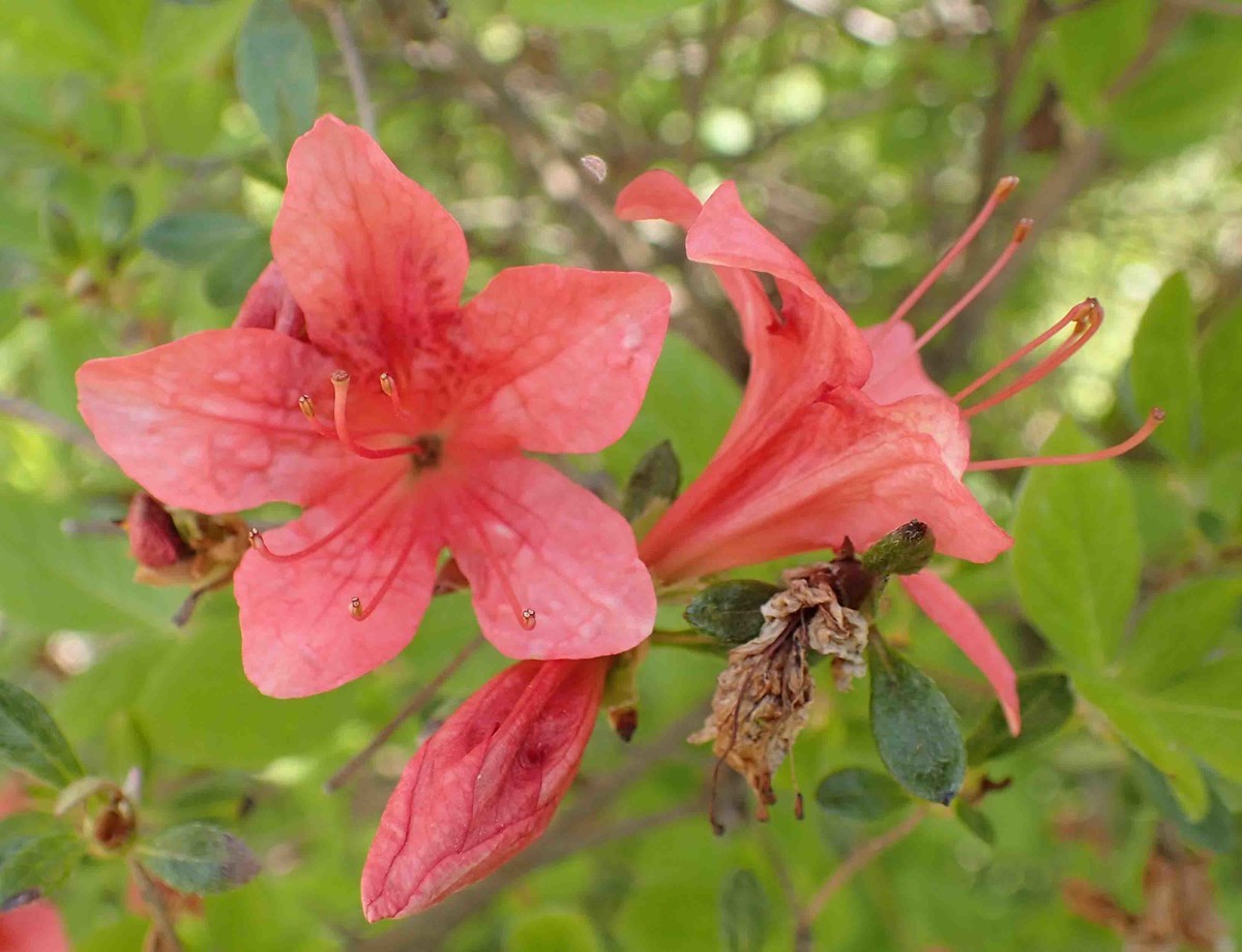 f:id:Naturalhistory:20190507110116j:plain