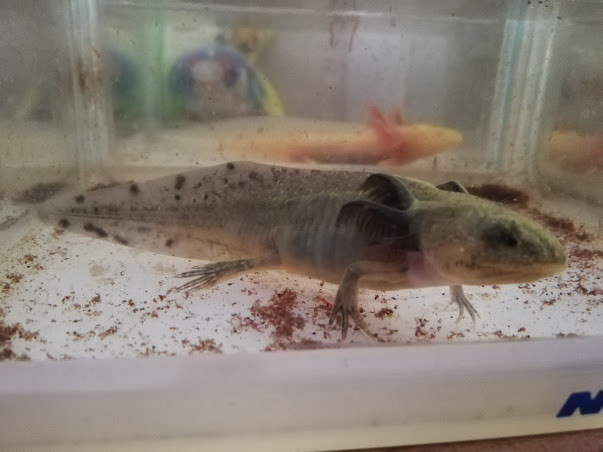 f:id:Naturalhistory:20190509164701j:plain