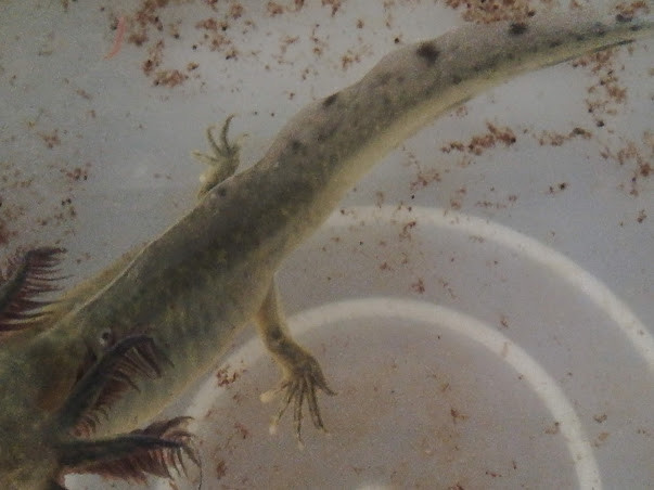 f:id:Naturalhistory:20190509164746j:plain