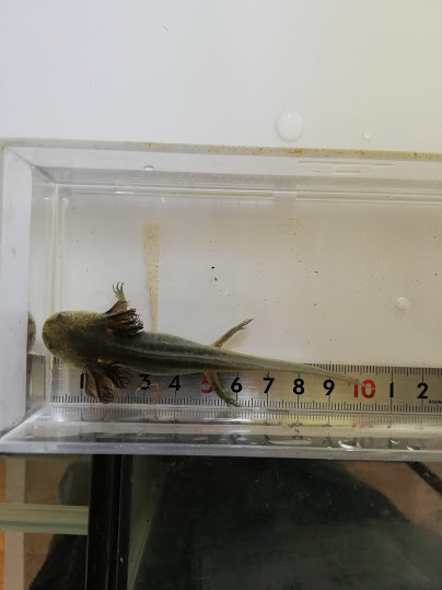 f:id:Naturalhistory:20190509164825j:plain