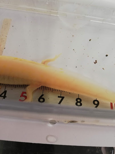 f:id:Naturalhistory:20190509164839j:plain