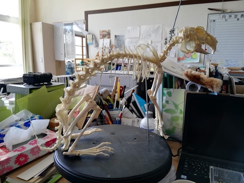 f:id:Naturalhistory:20190510150146j:plain