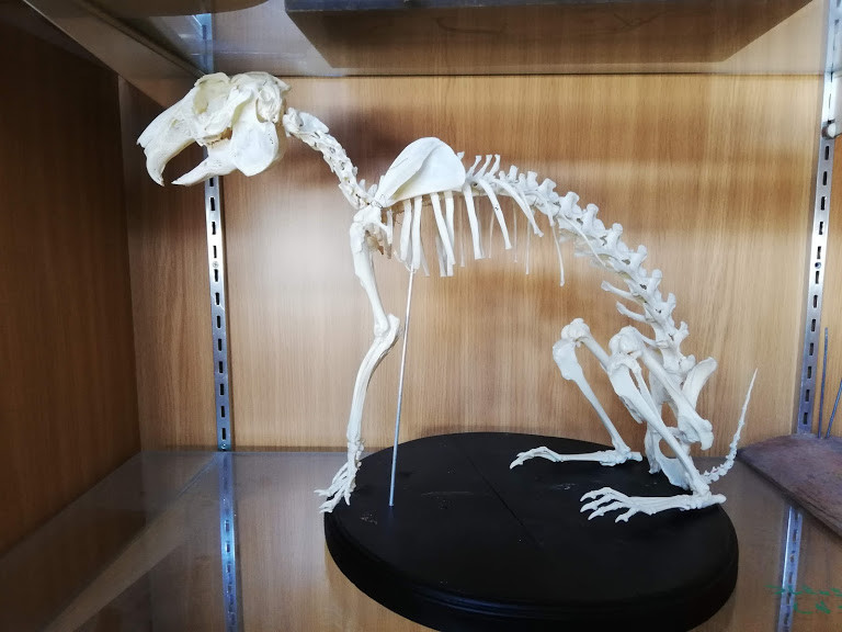 f:id:Naturalhistory:20190510150225j:plain