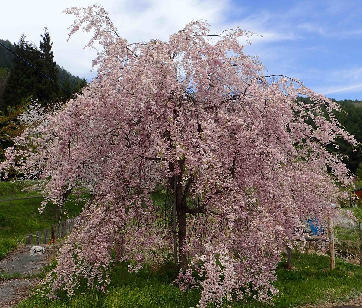 f:id:Naturalhistory:20190512101624j:plain
