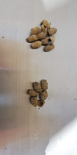 f:id:Naturalhistory:20190515171221j:plain
