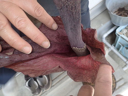 f:id:Naturalhistory:20190516122108j:plain