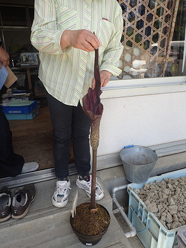 f:id:Naturalhistory:20190516122144j:plain