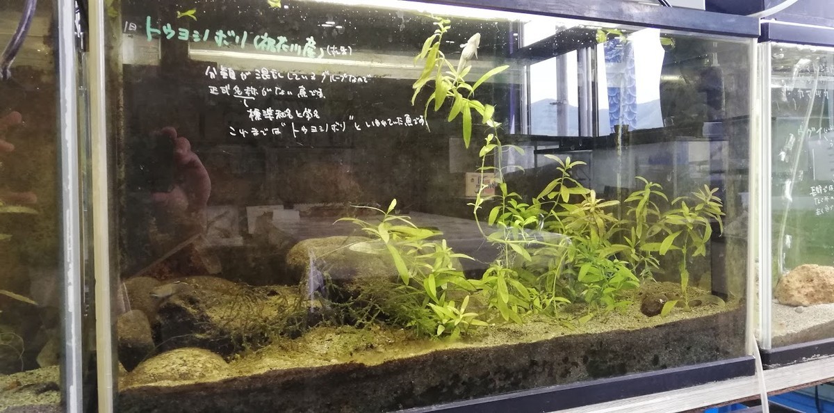 f:id:Naturalhistory:20190518162633j:plain f:id:Naturalhistory:20190518162633j:plain