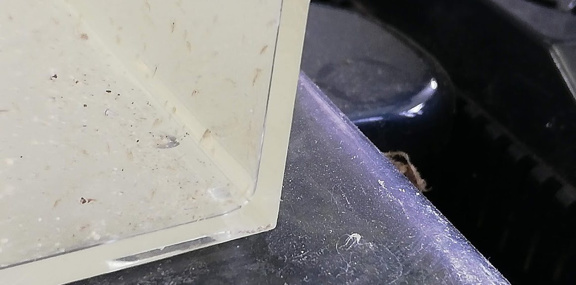f:id:Naturalhistory:20190518163040j:plain f:id:Naturalhistory:20190518163040j:plain