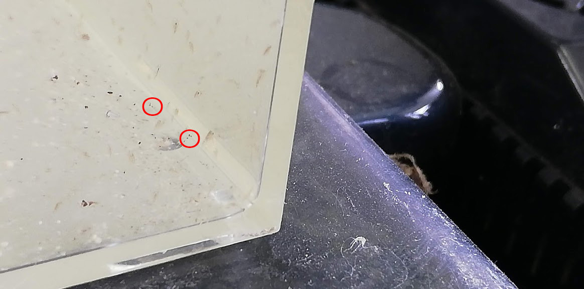 f:id:Naturalhistory:20190518164337j:plain f:id:Naturalhistory:20190518164337j:plain