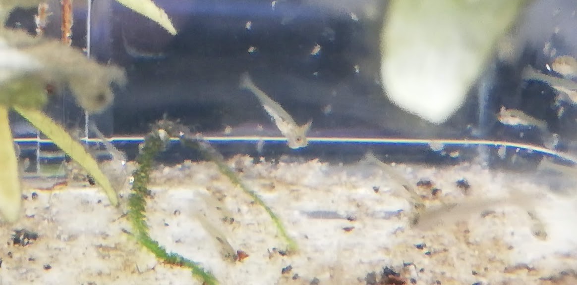 f:id:Naturalhistory:20190518164946j:plain f:id:Naturalhistory:20190518164946j:plain