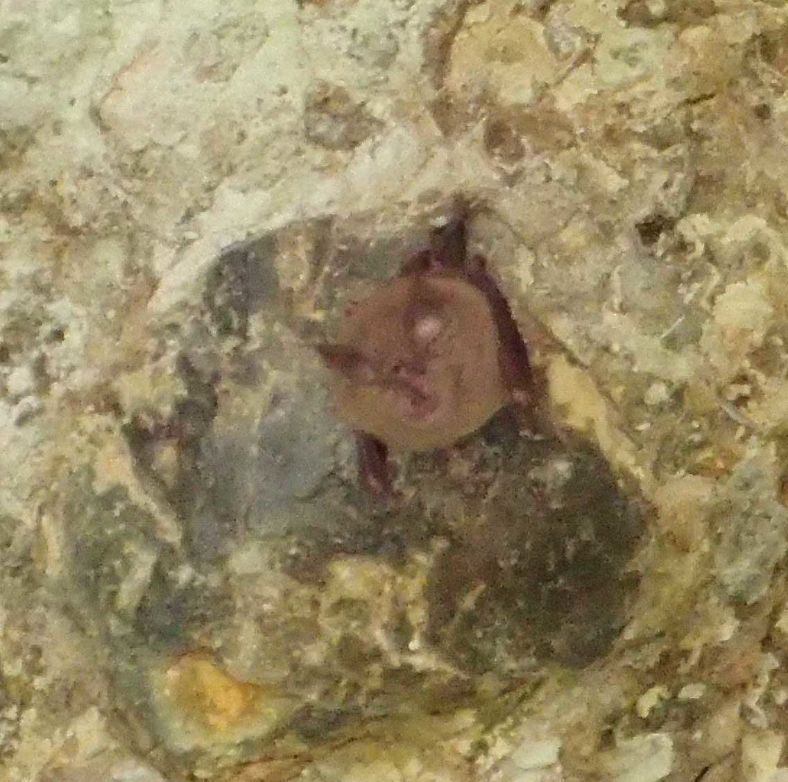 f:id:Naturalhistory:20190520123036j:plain