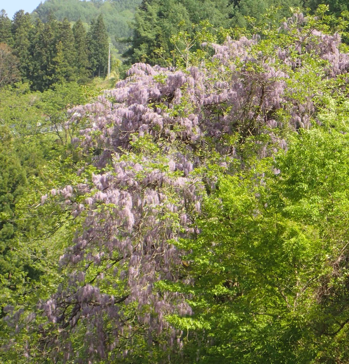 f:id:Naturalhistory:20190520150008j:plain