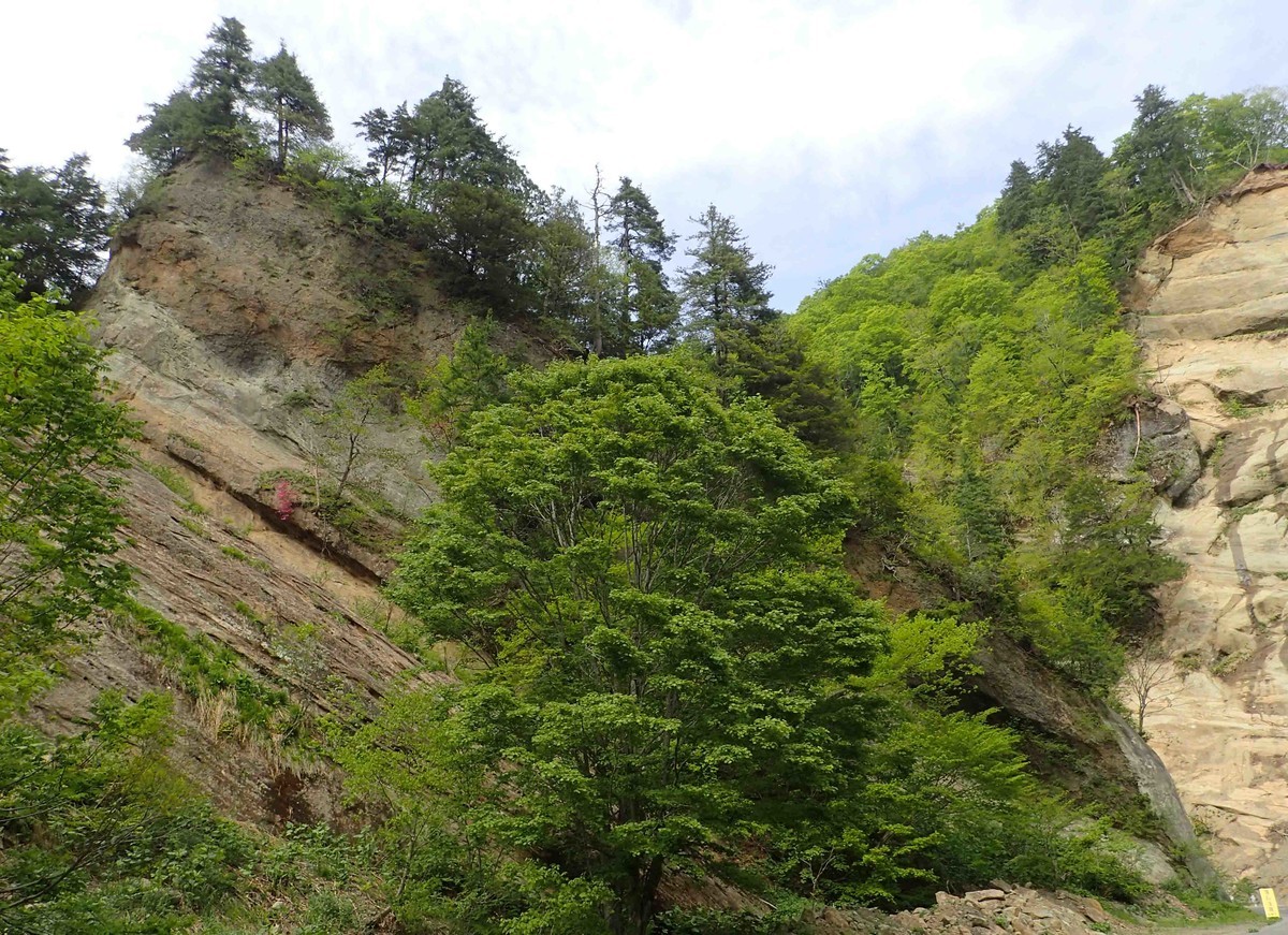 f:id:Naturalhistory:20190521151009j:plain