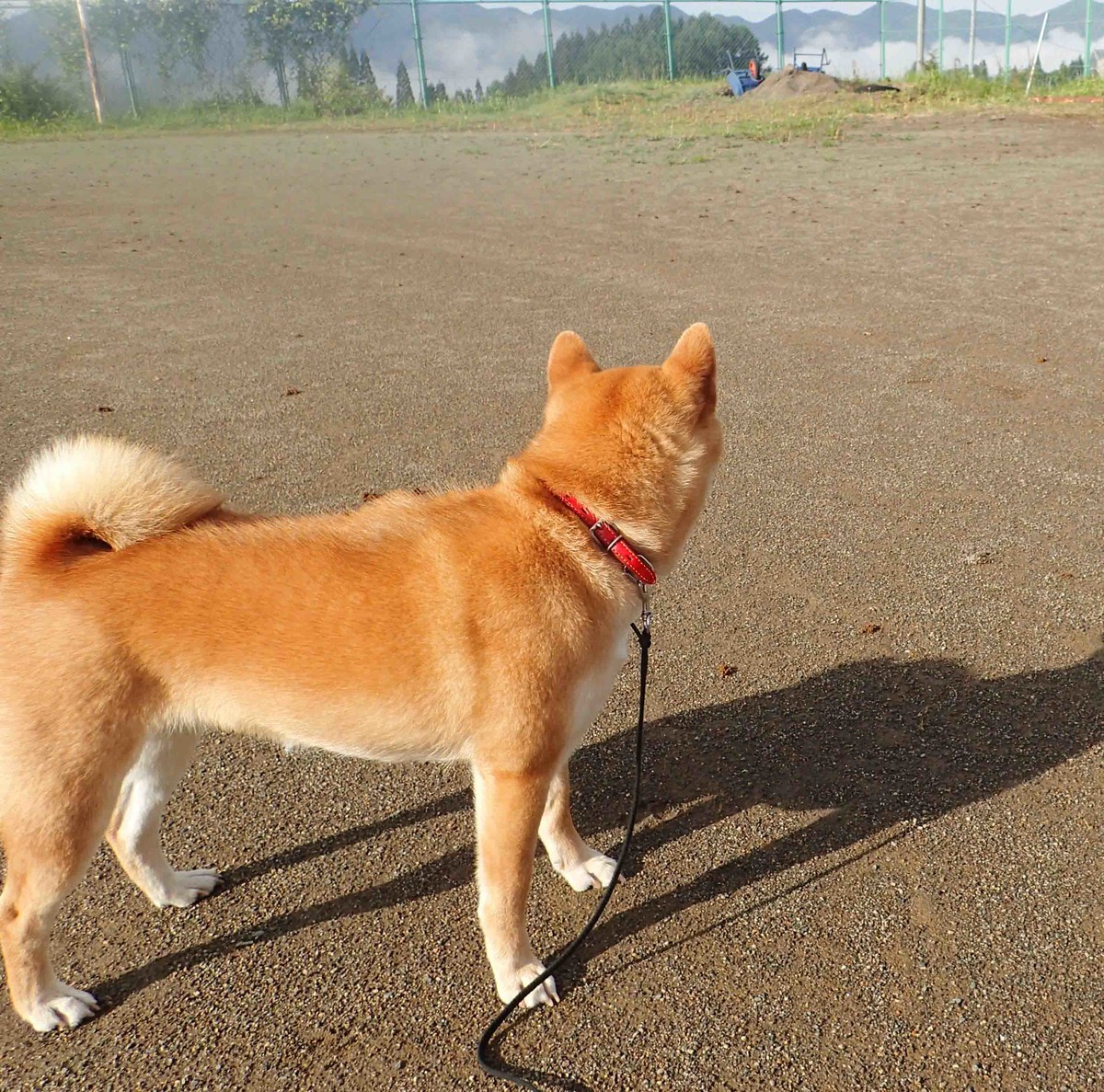 f:id:Naturalhistory:20190523073542j:plain