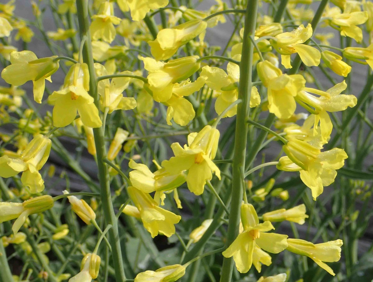 f:id:Naturalhistory:20190523074700j:plain
