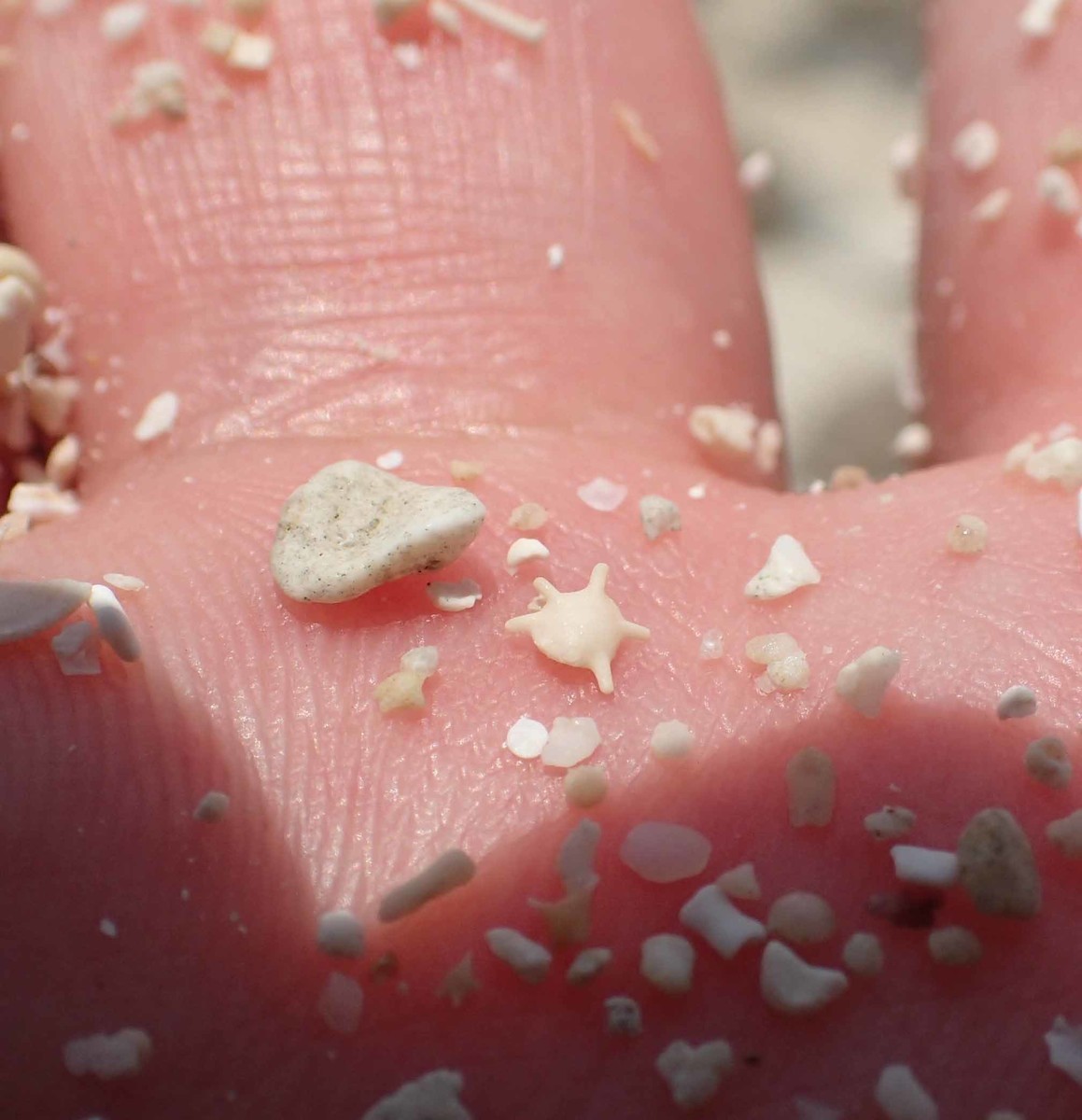 f:id:Naturalhistory:20190526125303j:plain