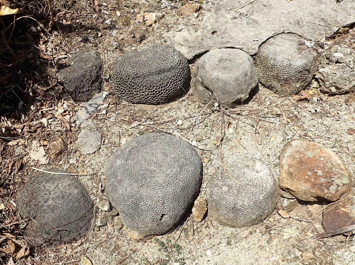 f:id:Naturalhistory:20190526145857j:plain