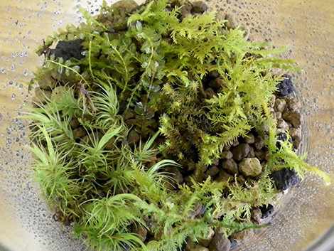 f:id:Naturalhistory:20190526150835j:plain f:id:Naturalhistory:20190526150835j:plain