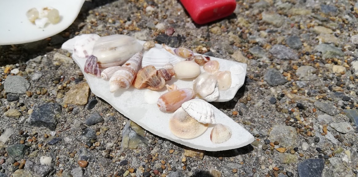 f:id:Naturalhistory:20190528165529j:plain