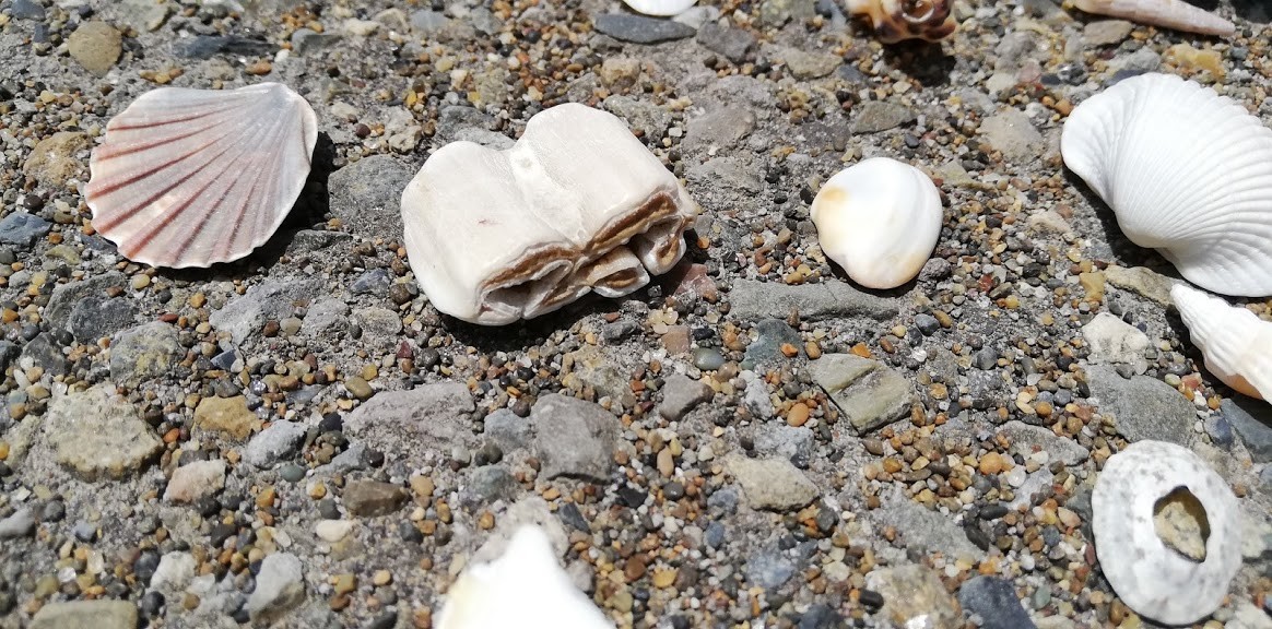 f:id:Naturalhistory:20190528165621j:plain