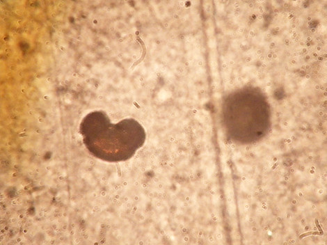 f:id:Naturalhistory:20190529150531j:plain