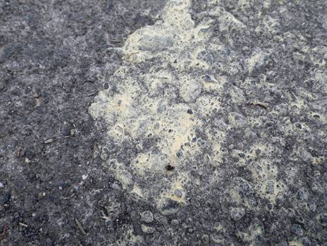 f:id:Naturalhistory:20190529150945j:plain