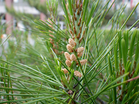 f:id:Naturalhistory:20190529151038j:plain