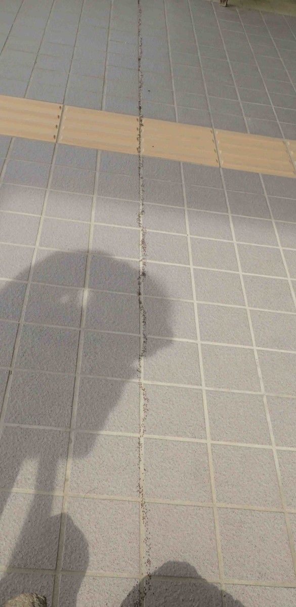 f:id:Naturalhistory:20190603085038j:plain