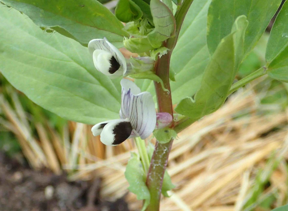 f:id:Naturalhistory:20190606155414j:plain