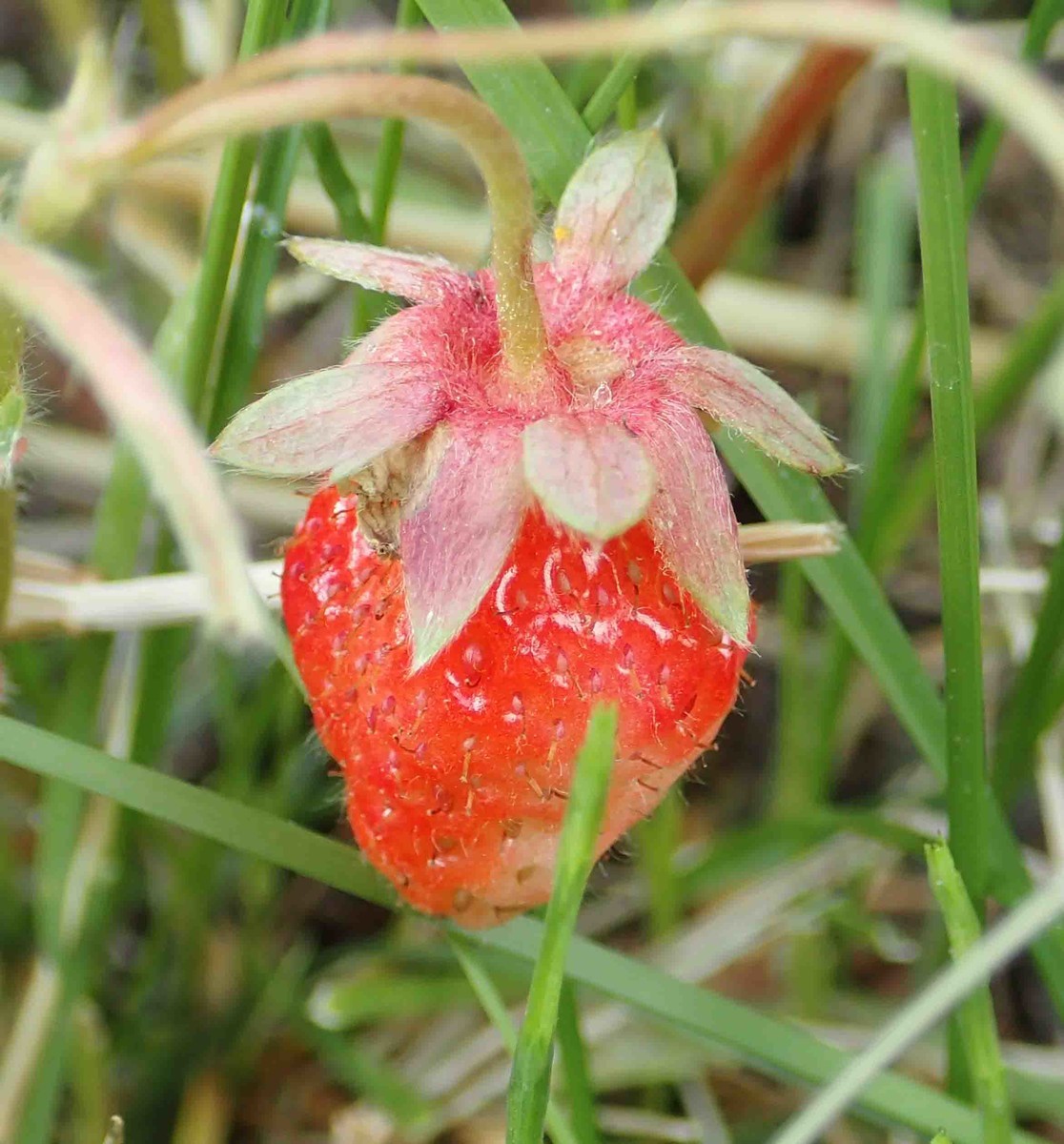 f:id:Naturalhistory:20190606155446j:plain