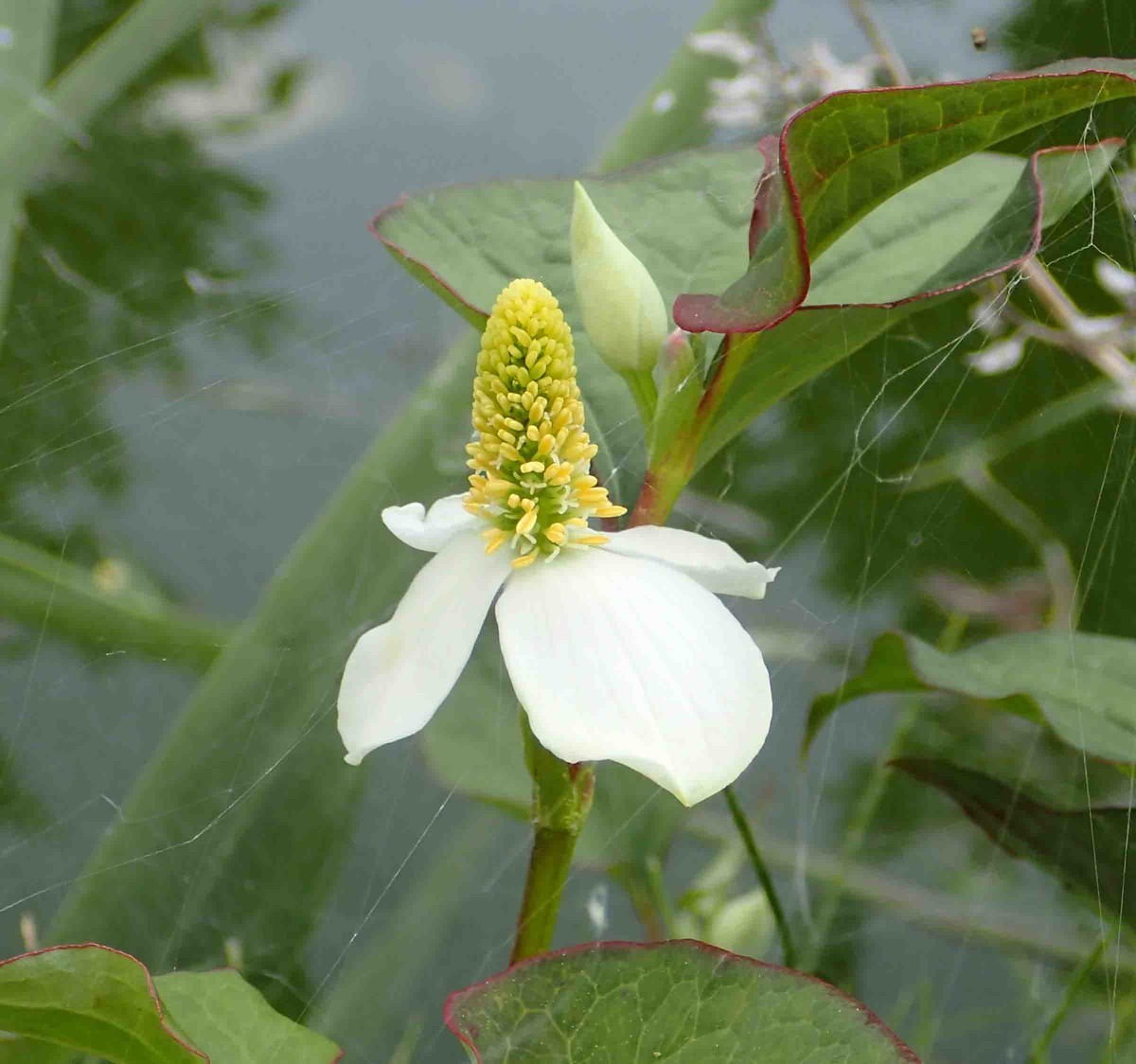 f:id:Naturalhistory:20190606155527j:plain