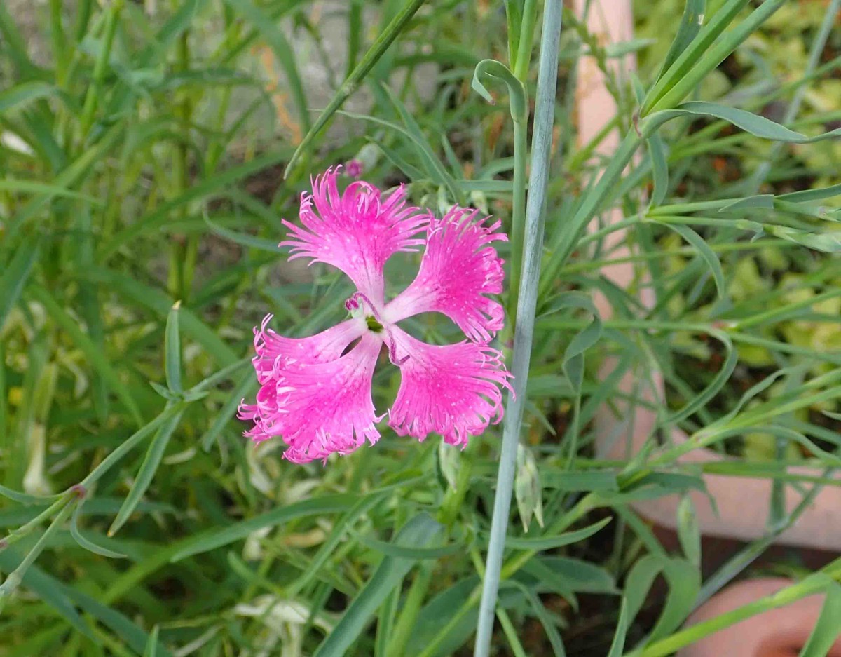 f:id:Naturalhistory:20190606155620j:plain